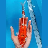 benikikokuryu 28cm