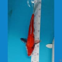showa 35cm