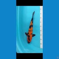 hiutsuri 38cm female