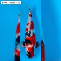 showa 44cm male