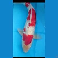 Ginrin Male 42 cm Red Strong