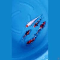 mix koi