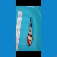 kindai showa 33cm male