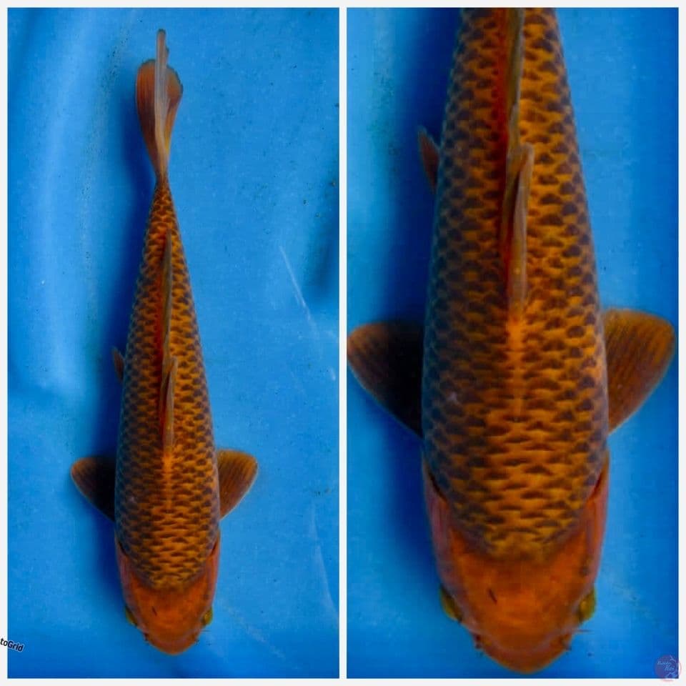 Caramel 27cm