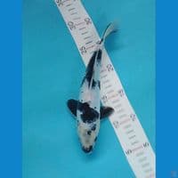 shiro doitsu 27cm  male