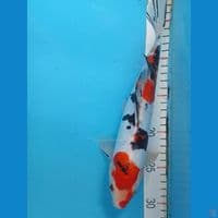 showa doitsu 29cm