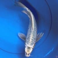 mukashi aragoke kumpay 37cm 