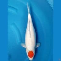 TANCHO KOHAKU 39 CM FML