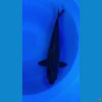 KARASU SUPERBLACK - 44CM (Uncheck)