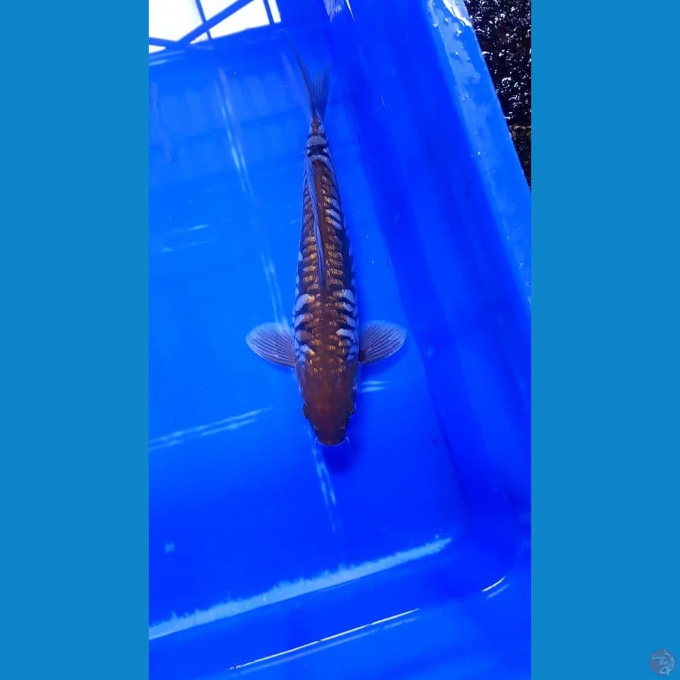 CAGOI ARAGOKE 33CM