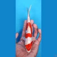 original kikusui 19 cm 