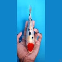 Tanco sanke 22 cm