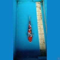 showa 26cm