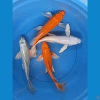 kumpay mix 4 ekor 32-35cm