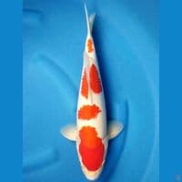 KOHAKU 39 CM