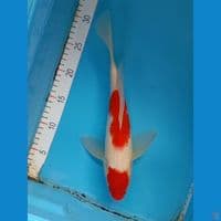 kumpay kohaku 30cm