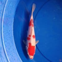 kohaku calon jumbo