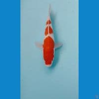 kohaku 23cm