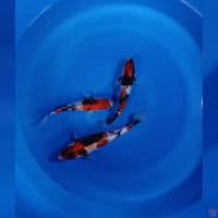 TREPLE SHOWA 24-28CM
