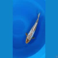 GOLDEN SHUSUI LANGKA - 32Cm/male
