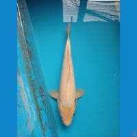 jumbo tategoi