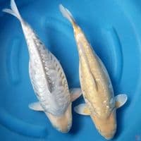 DUO ARAGOKE 45 BU