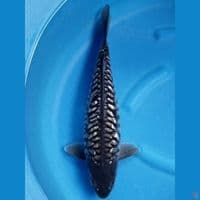 BLACK DIAMOND FULL ARAGOKE 47 CM
