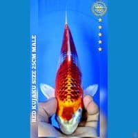 RED KUJAKU 25CM MALM