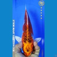KYJAKU SIZE 28CM FEMALE