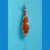 kohaku 22cm