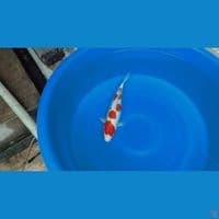 Kohaku 35cm