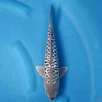 ARAGOKE GINRIN 28 CM MALE