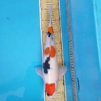 Maruten Sanke ~36 M