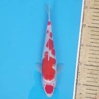 Maruten Kohaku ~24 F