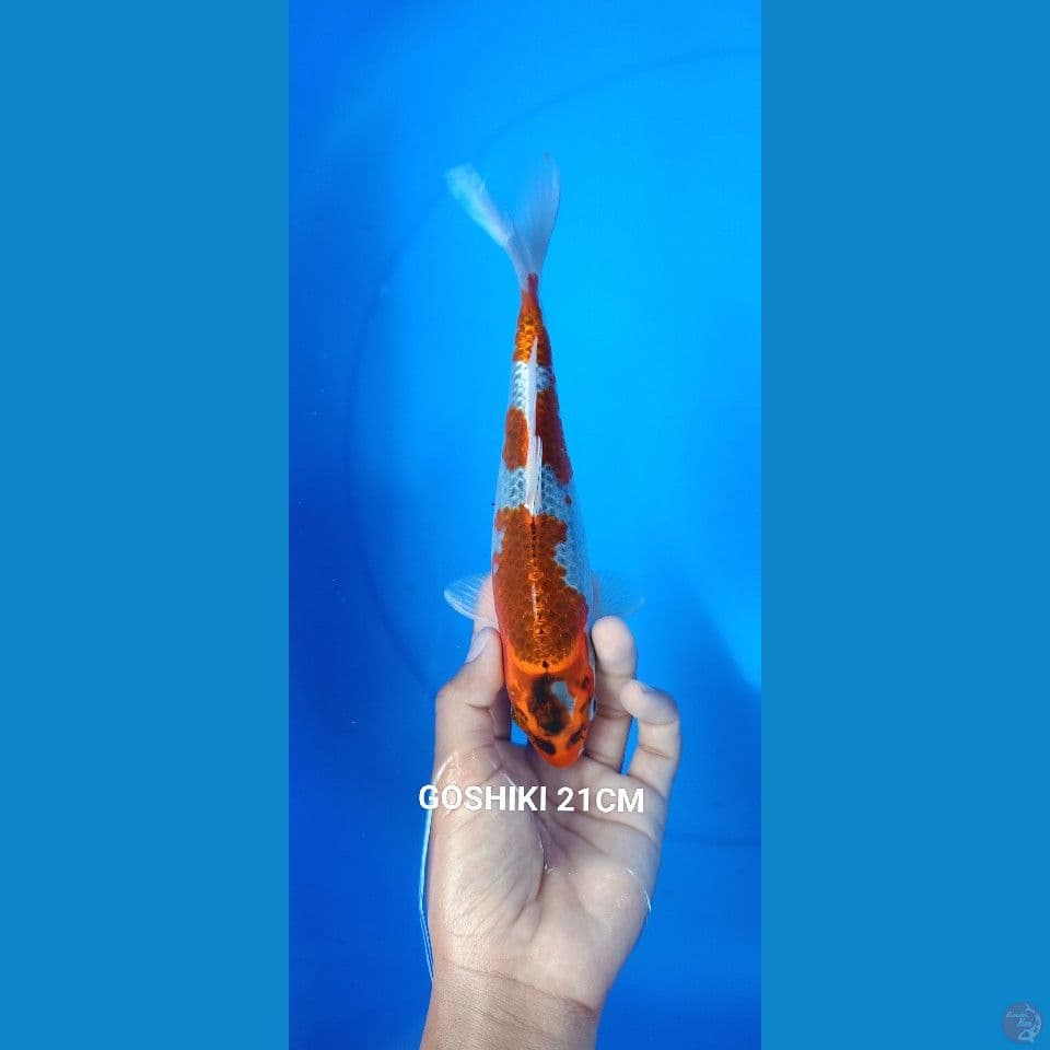 GOSHIKI 21CM