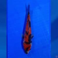 SHOWA 19CM