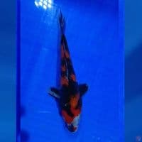 DOITSU SHOWA 17CM