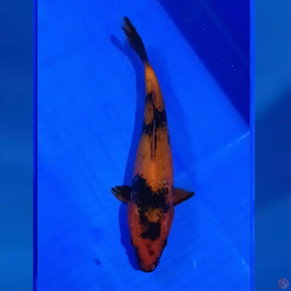 HI UTSURI 20CM