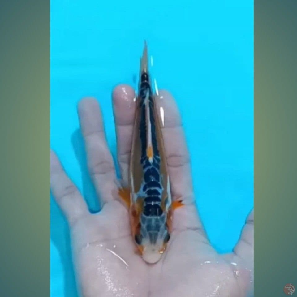 SHUSUI U16CM