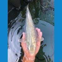 soragoi gindrin F35bu