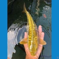 Aragoke midori F35bu