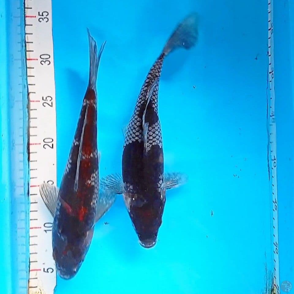 ochiba 27&28cm