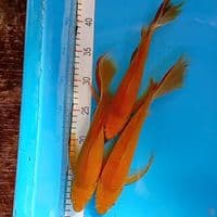 kumpay caramel 27-30cm