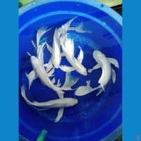 kumpay jumbo super grade a 6ekor size 32-26cm 