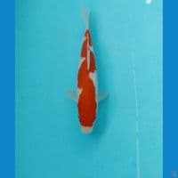 inazuma 18cm
