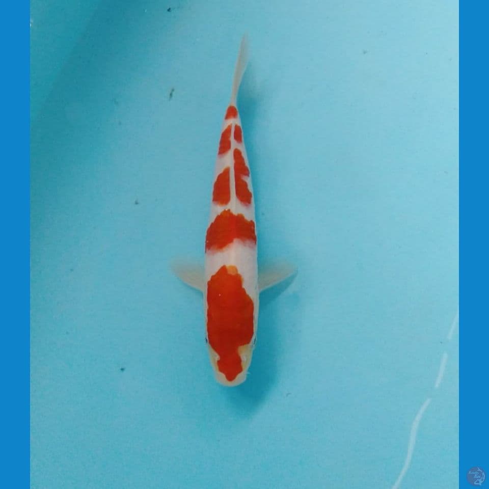 kohaku 20cm