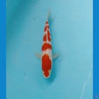 kohaku 20cm