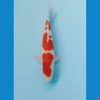 kohaku 20cm