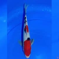 SANKE 30CM