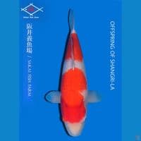 Sakai kohaku